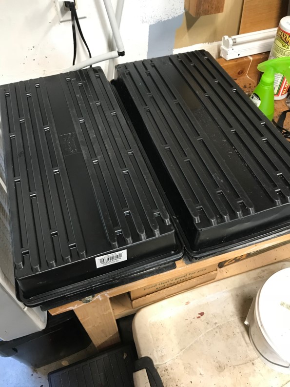 Step 7 - Microgreens on seedling mat