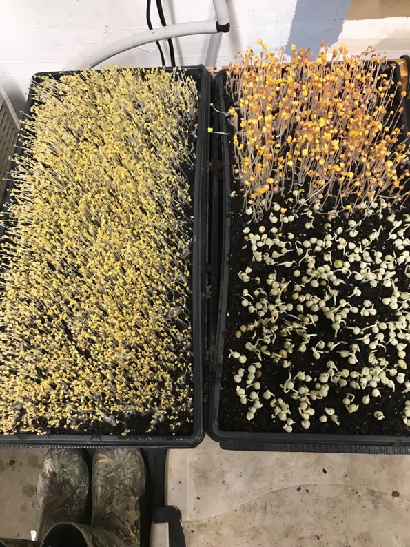 Step 8 - Microgreen seedlings after 36 hours in dark