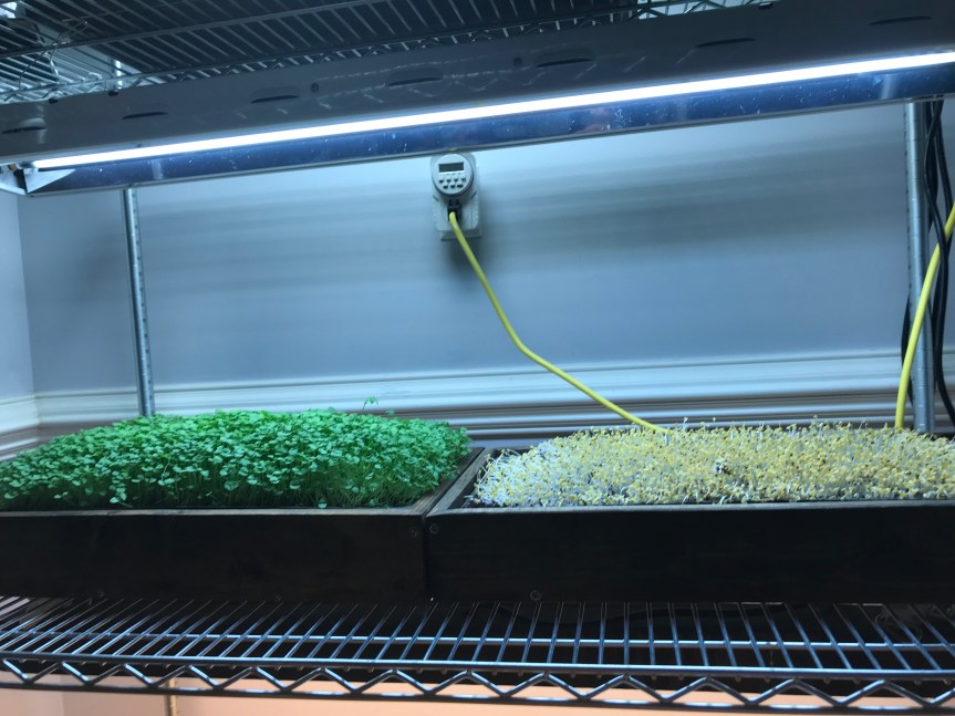 Step 9 - Microgreens under light